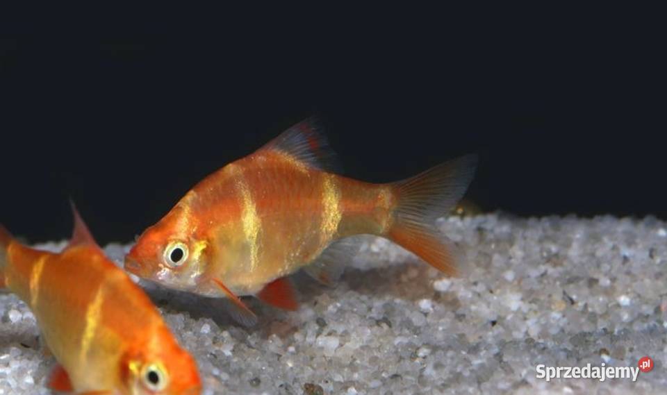 Brzanka sumatrzańska Puntigrus tetrazona ALBINOS Gdańsk sprzedam