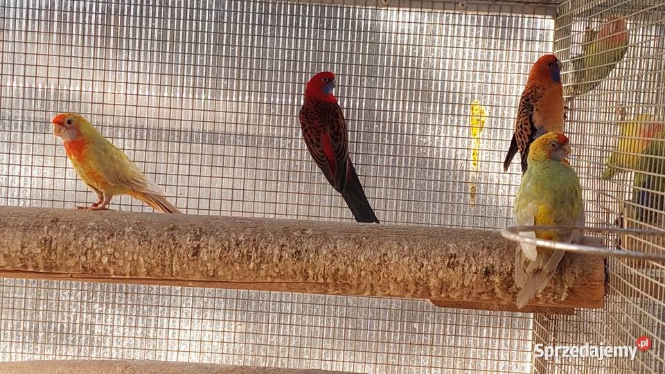 Rozelle królewskie pary lęgowe dorosłe ptaki Czarnocin