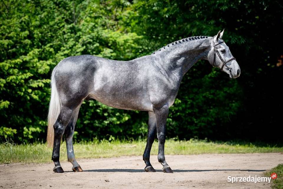 Roczny koń sportowy Stara Kiszewa