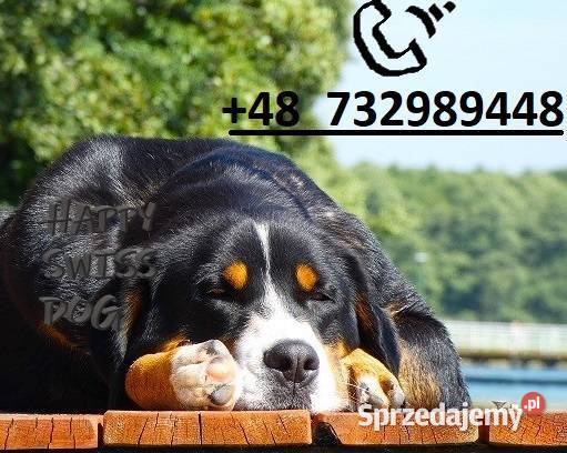 Duży Szwajcarski Pies Pasterski hodowla Katowice sprzedam