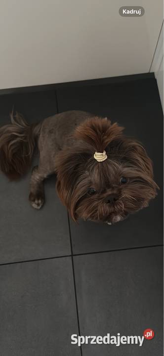 Shih Tzu piesek Monti Kościelec