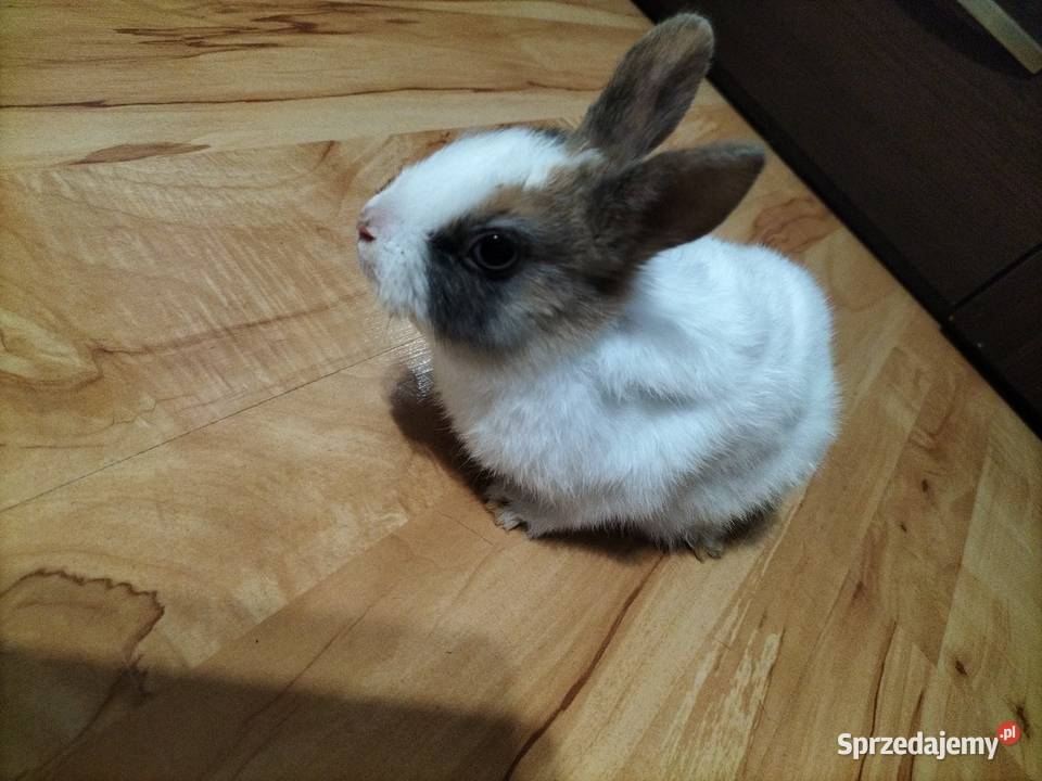 Króliki miniaturki Prywatna Hodowla Obręb