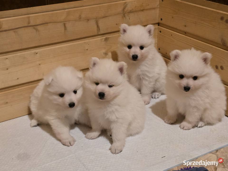 Szpic japoński Maszewo