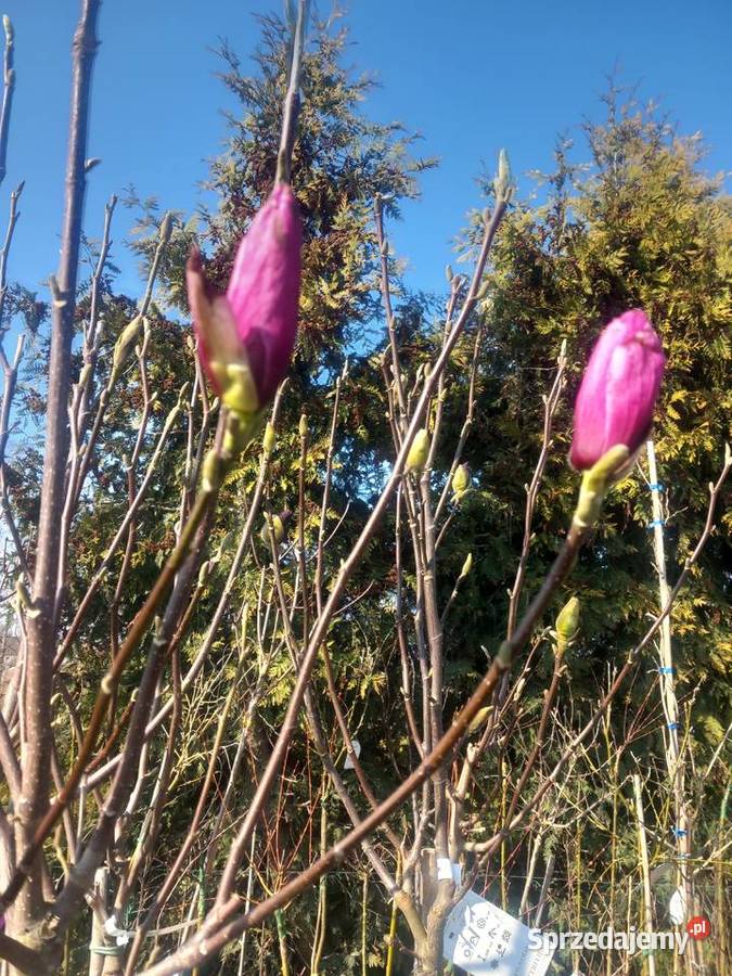 Wyprzedaż 9zltuja sznaragd 2 klasa Mogilno