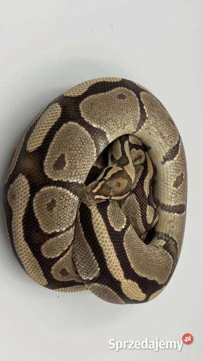 Fire yellow belly samica Pyton królewski regius Gady i płazy Chorzów sprzedam