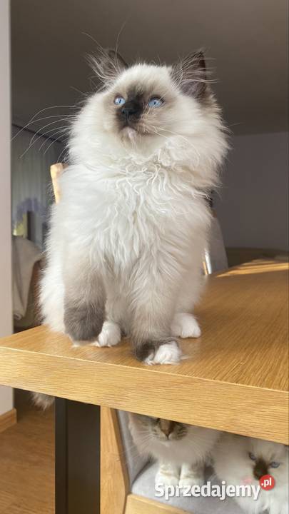 Kocurek ragdoll gotowy do odbioru FPL kastrat Ragdoll śląskie Katowice