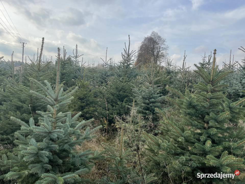 Choinki świerk srebrny Chojnata