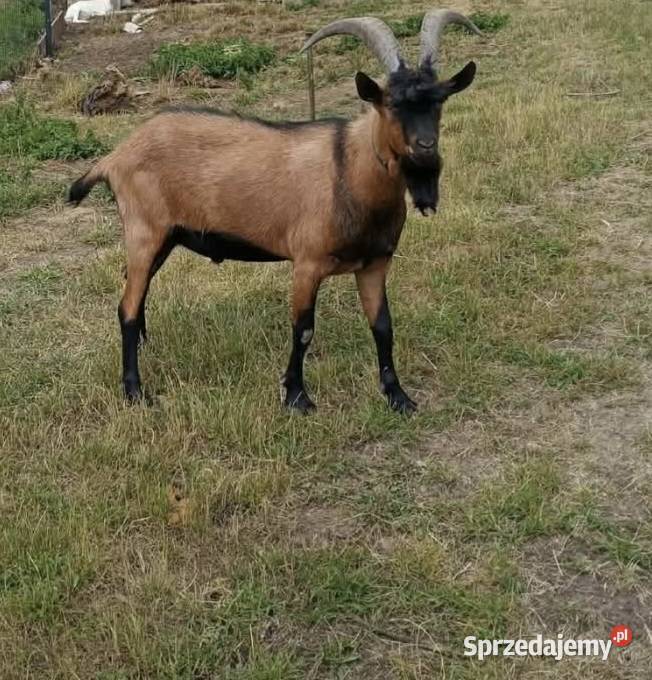 Kozioł alpejski roczny lubelskie Terenin