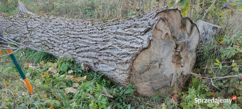 Kłoda topolowa sprzedam Tokarówka