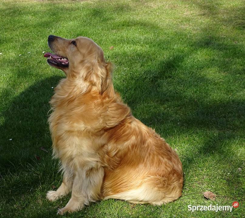 Golden retriever 11 miesięczny Golden Retriever Przysucha