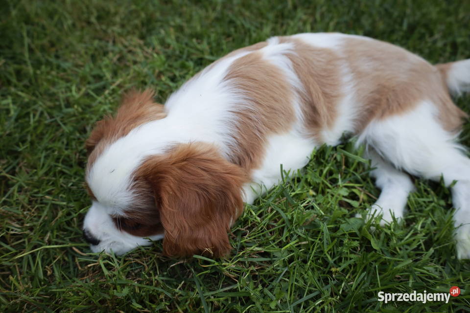 Cavalier King Charles Spaniel dziewczynka Szczucin