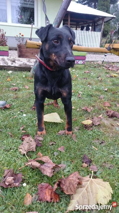 Terier Niemiecki jagdterier sprzedam