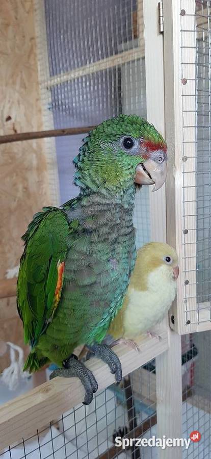 Rudosterka fantastyczny kumpel recznie karmione