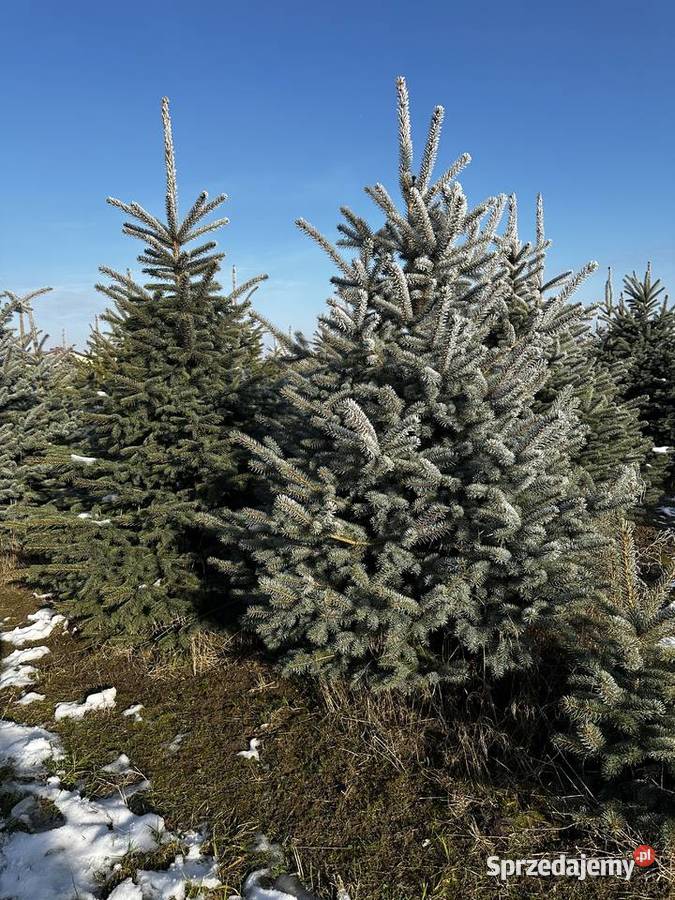 Choinka świerk srebrny Pozostałe Brzeziny