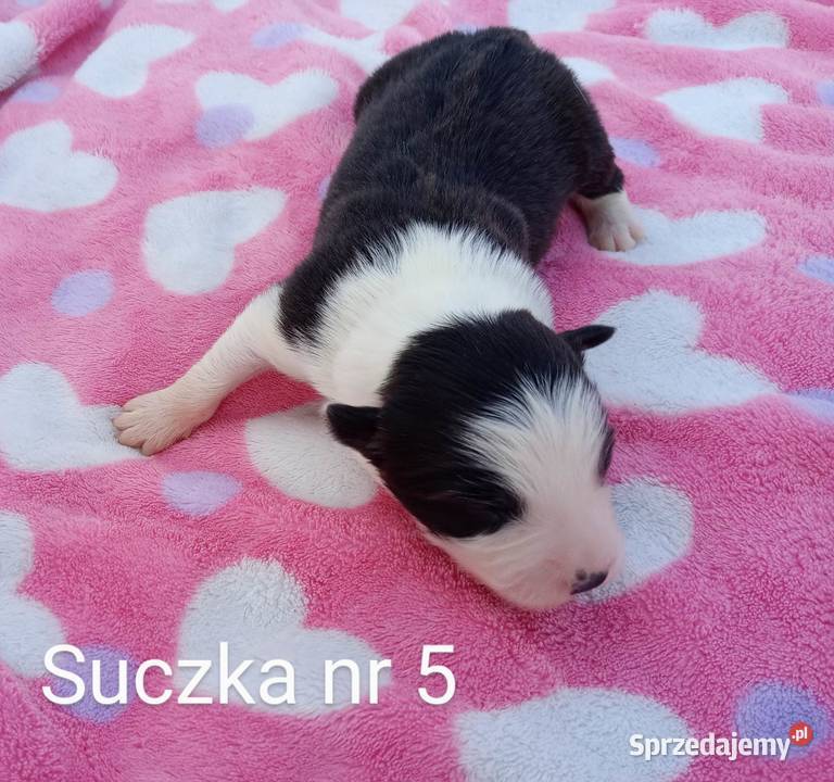 Border collie FCI Dębica sprzedam