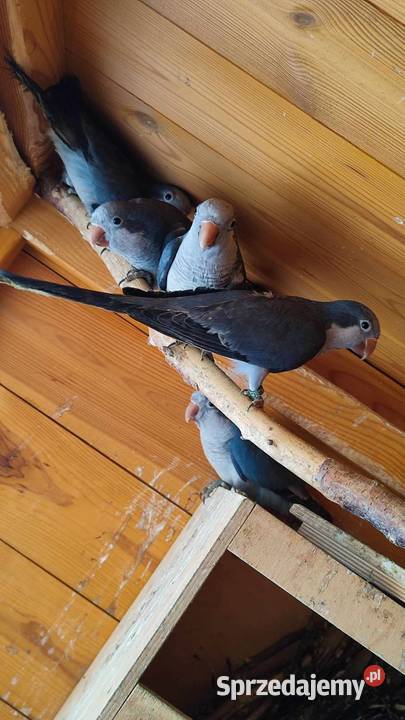 Mnicha nizinna kobalt Zwierzęta Knapy