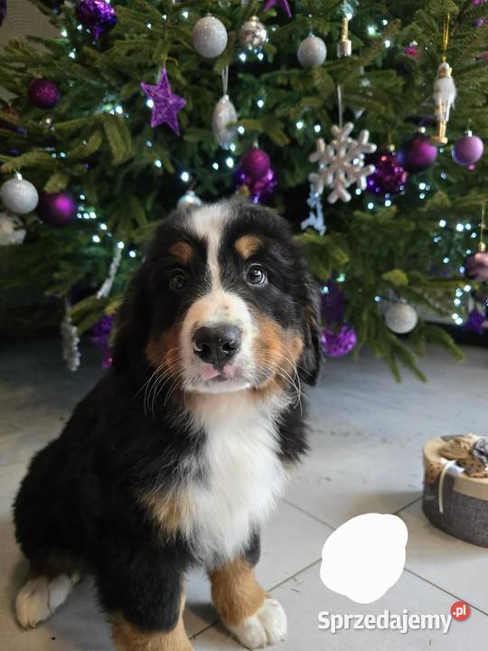 Berneńczyk czyli Berneński Pies Pasterski Berneński Pies Pasterski