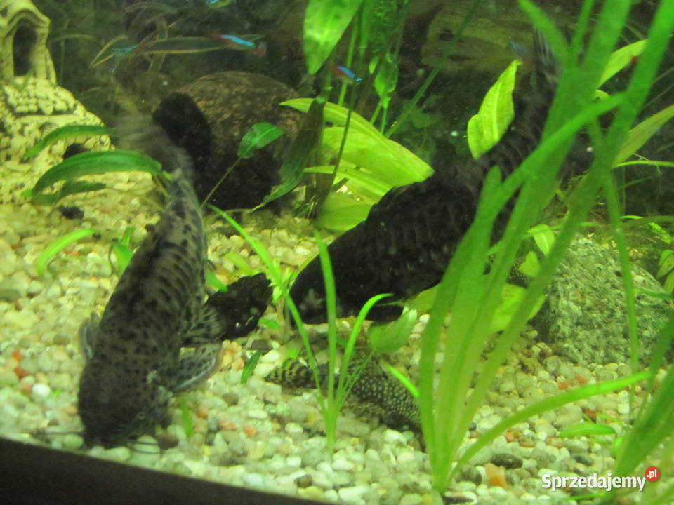 Kiryśniki czarnoplame sumy kujawsko-pomorskie Toruń