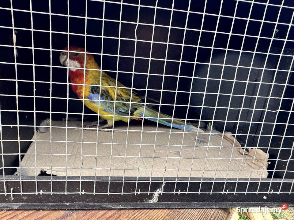 Rozella białolica golden gold Lusowo