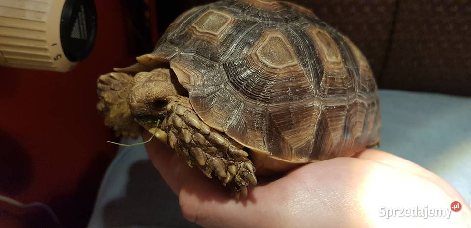 Żółw Pustynny kujawsko-pomorskie sprzedam