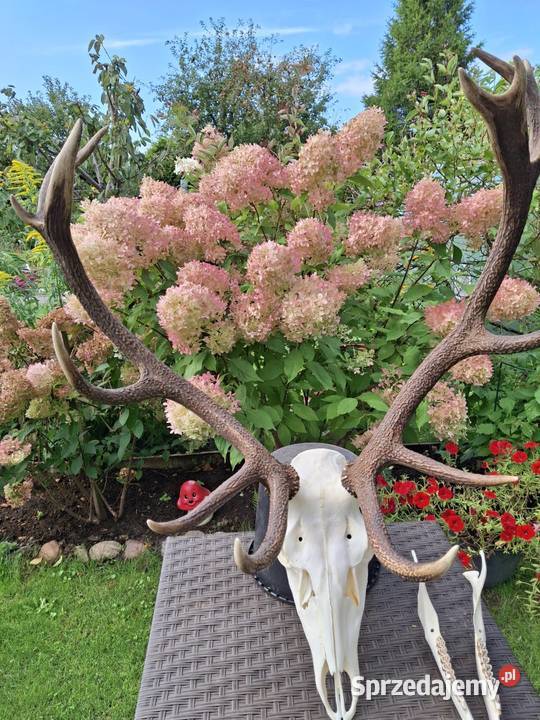 Poroże wieniec jelenia Luzino