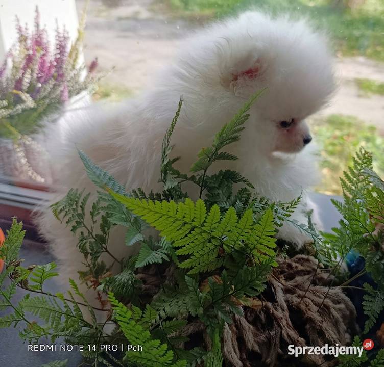 Szpic miniaturowy Przepiękne misie sprzedam