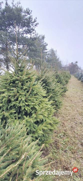 Choinki świerki Iglaste Borków