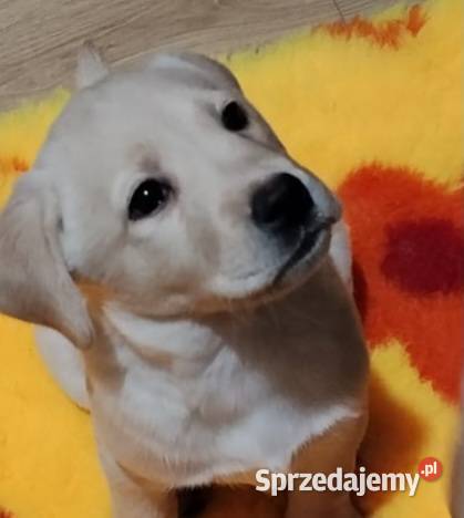 Piękne szczenięta rasy Labrador Retriever ZKwP Nowe Miasto Lubawskie