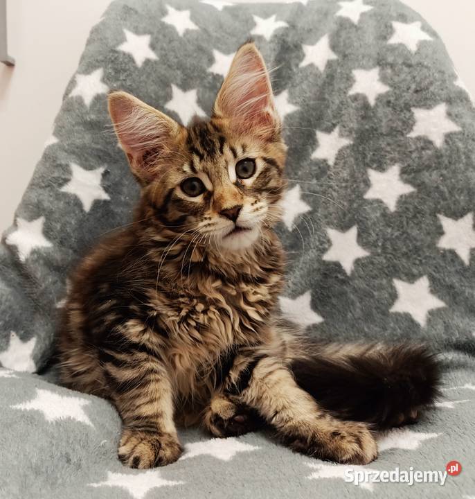 Kochane kociaczki Maine coon Wrocław