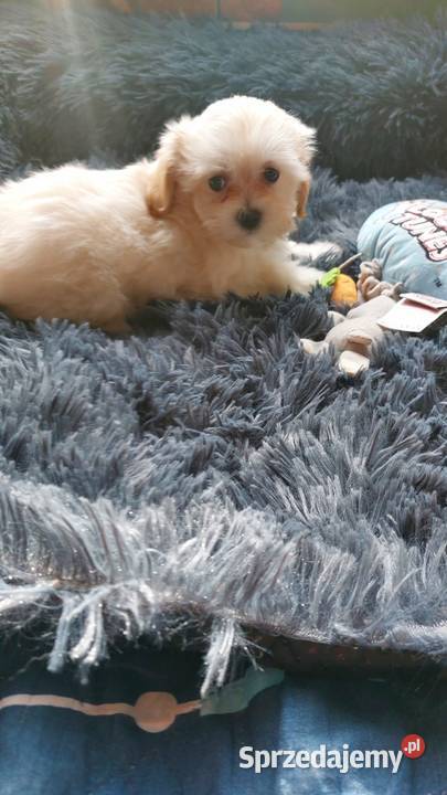 Maltipoo szczeniaczki Płońsk