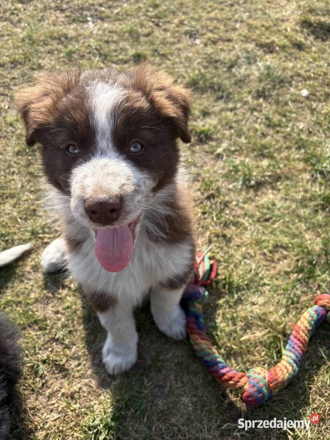 Szczeniaki Border Collie z rodowodem gotowe do Pajęczno