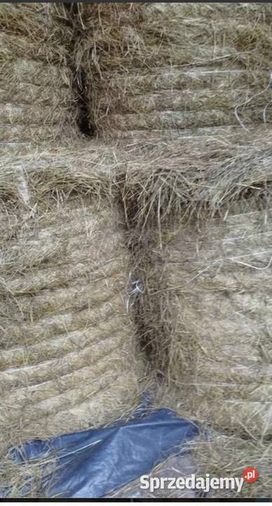 Siano w belach 4 2025r Michów