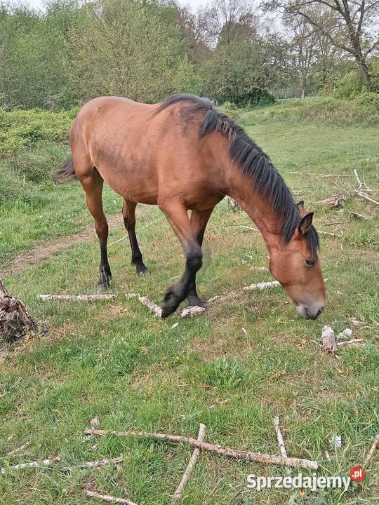 Klacz Vika z Dworu Sieroszowice sprzedam
