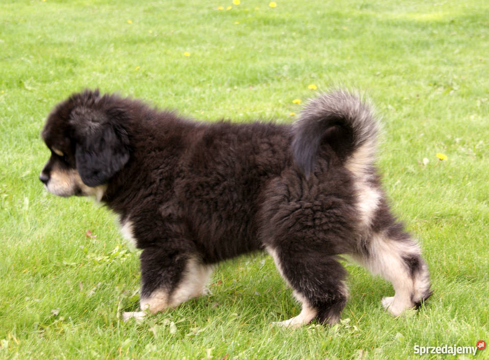 Mastif Tybetański szczeniaki ze wspaniałym Wrocław sprzedam