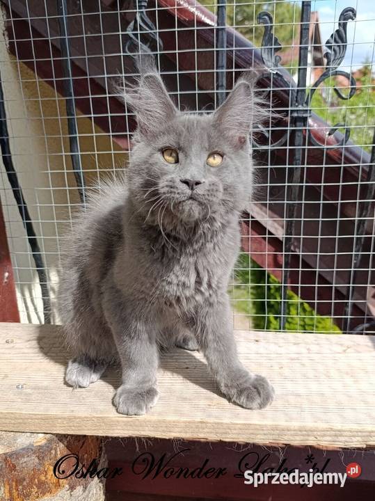 Niebieski kocurek Maine Coon FPL Maine Coon Gdańsk sprzedam