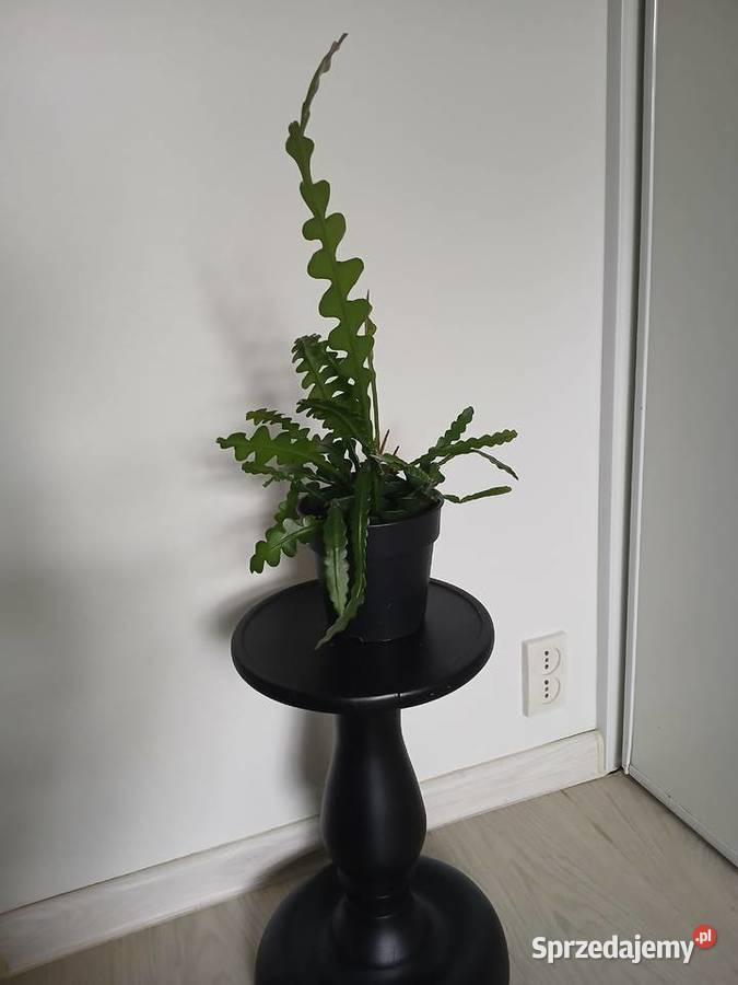 Epiphyllum anguliger kaktus zygzakowaty zygzak Częstochowa