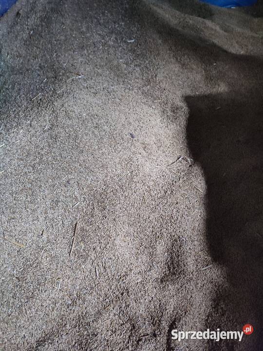 Zboże owies Gołuchów