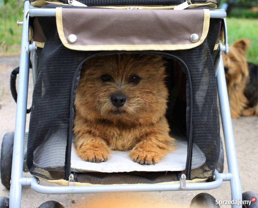 Wózek wystawowy spacerowy PETSTRO Aleksandrów Łódzki