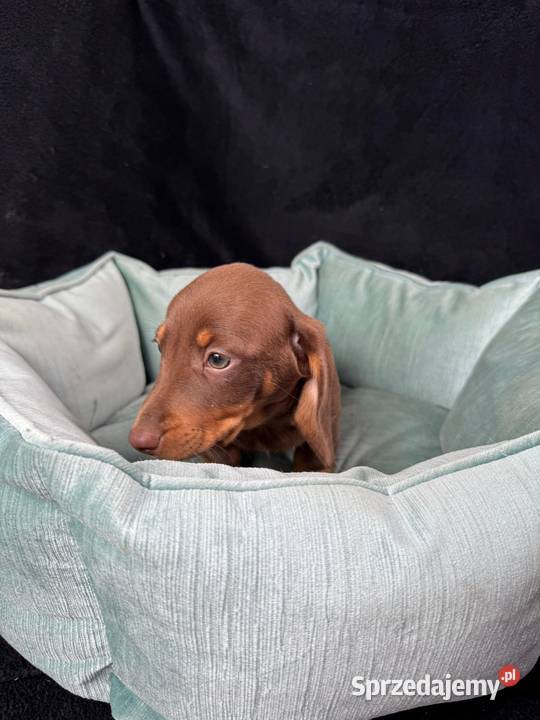 jamnik miniaturowy choco tan zachodniopomorskie