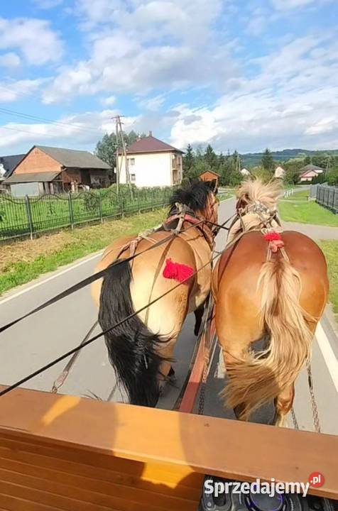 Sprzedam klacz ze źrebięciem Wara
