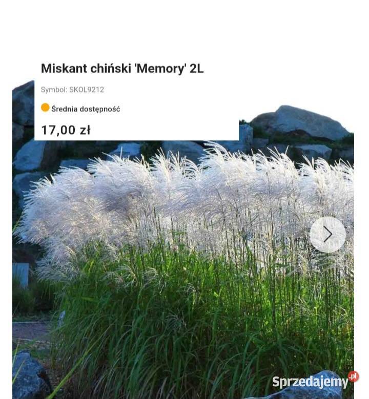 Nowość Węgierska Górka