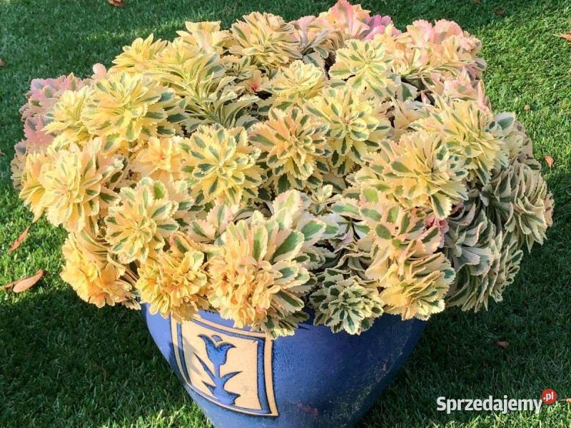 Rozchodnik Atlantis wielobarwny Kadłub