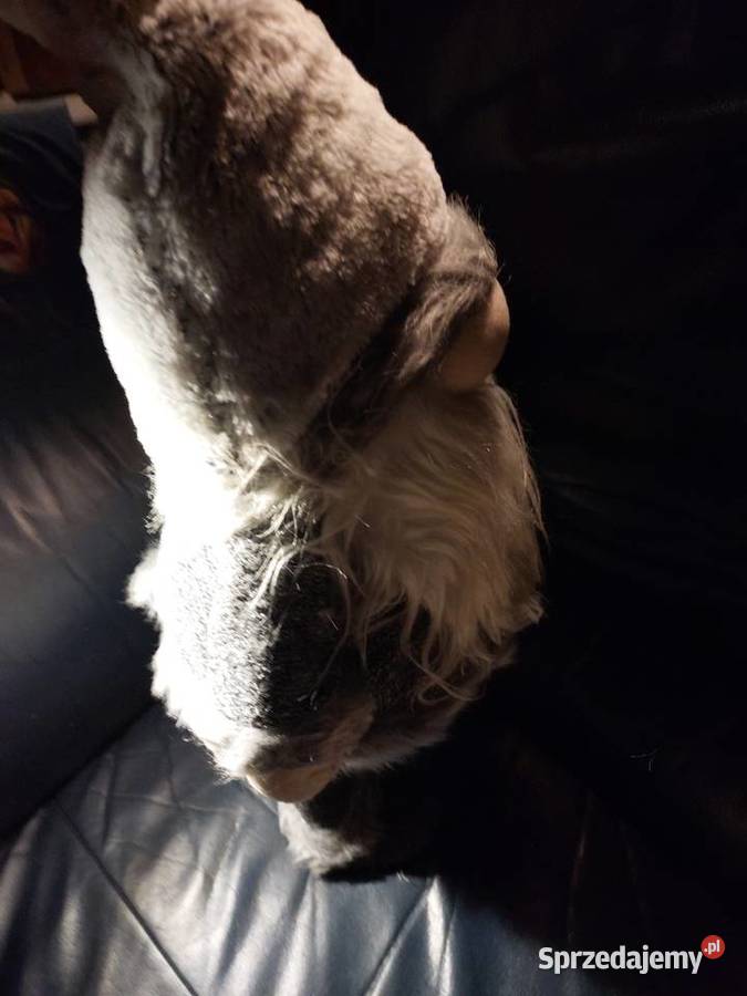 Krasnal duży 66 na sprężynach Wrocław