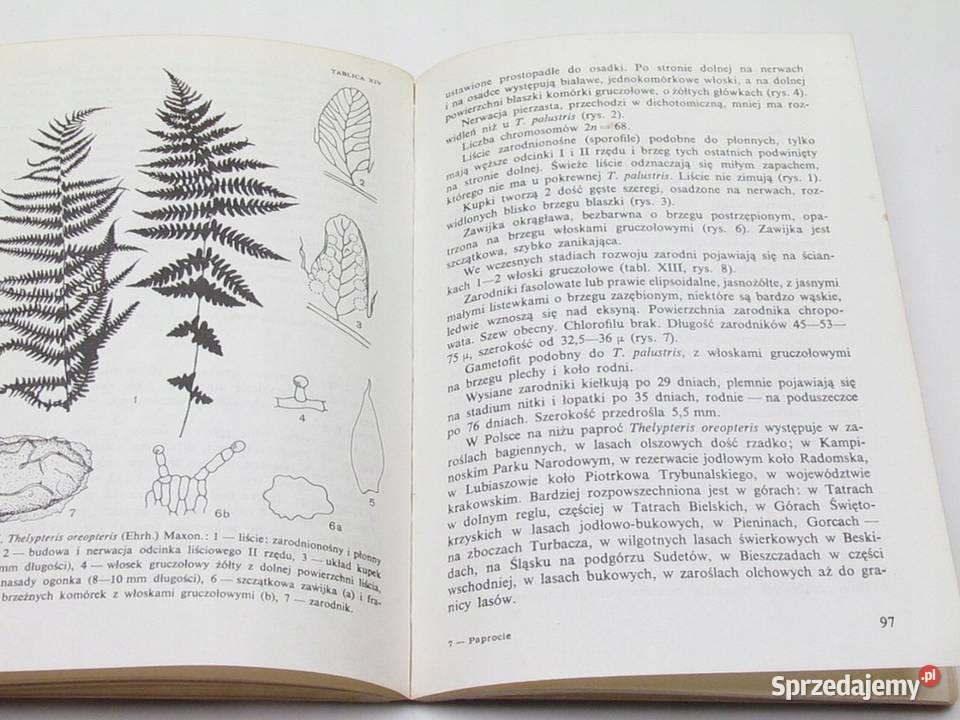 Paprocie Karpowicz Wanda sprzedam