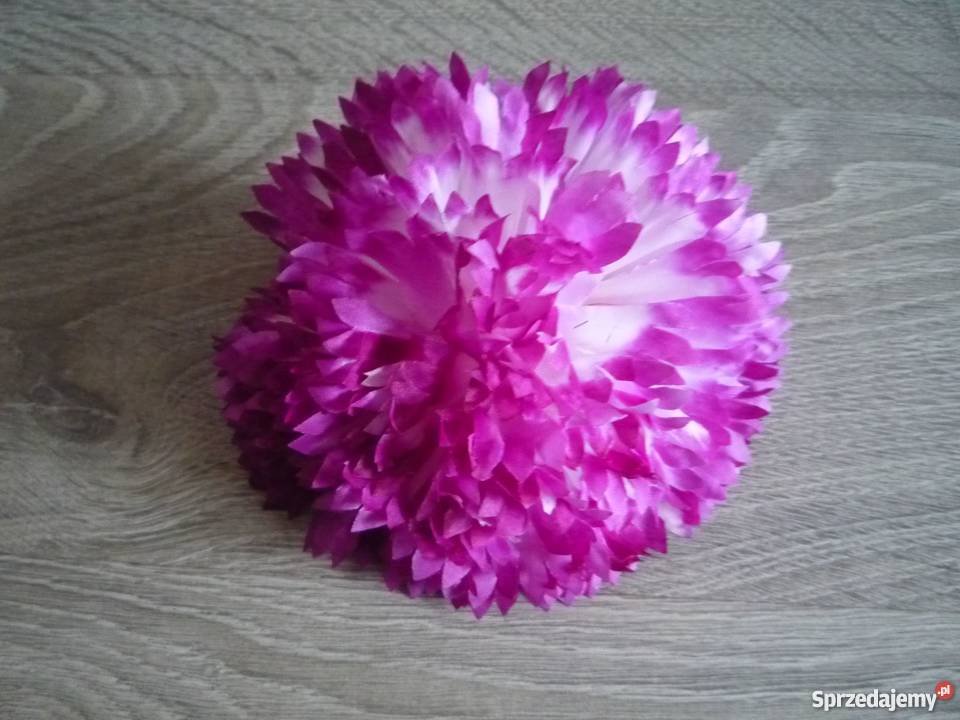 Duża 17 chryzantema główka żółta fioletowa Szczecin