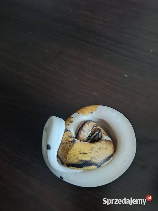 Pyton Regius Pastel Pied samica Zabrze