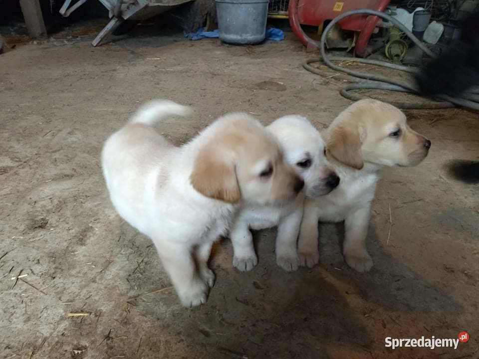 szczeniaki labradory