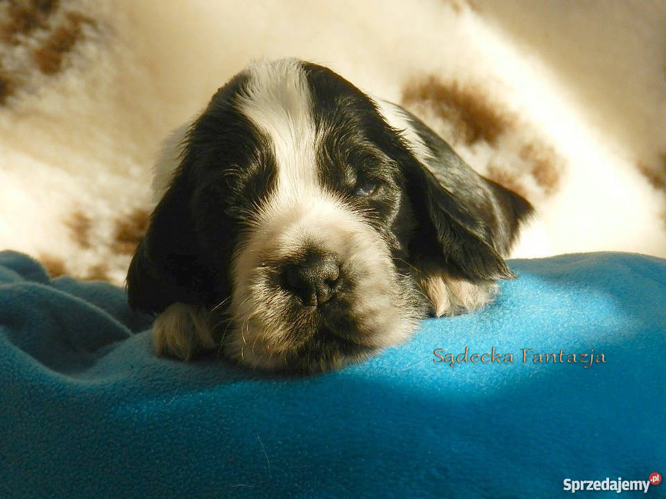 Cocker Spaniel Angielski Szczenięta z rodowodem Nowy Sącz