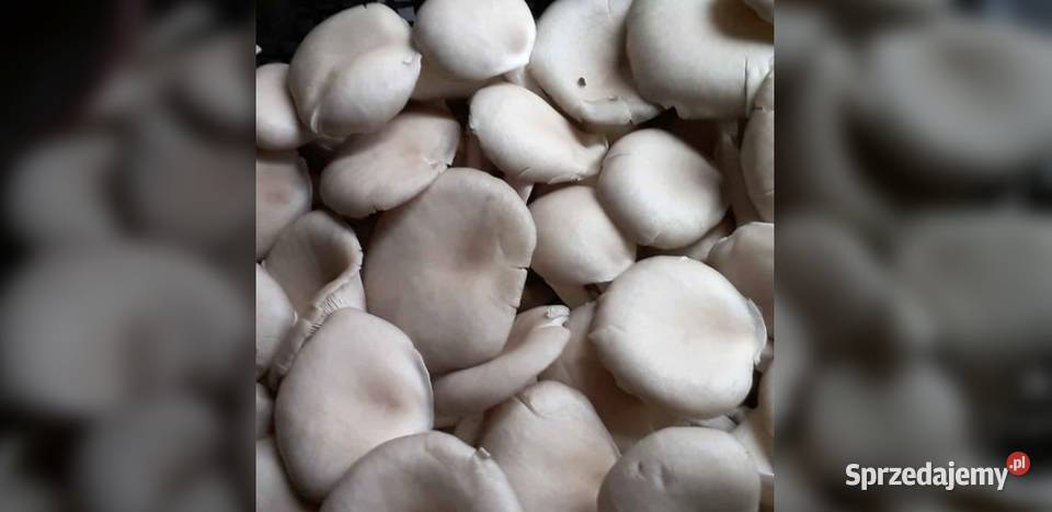 Boczniaki Wielichowo