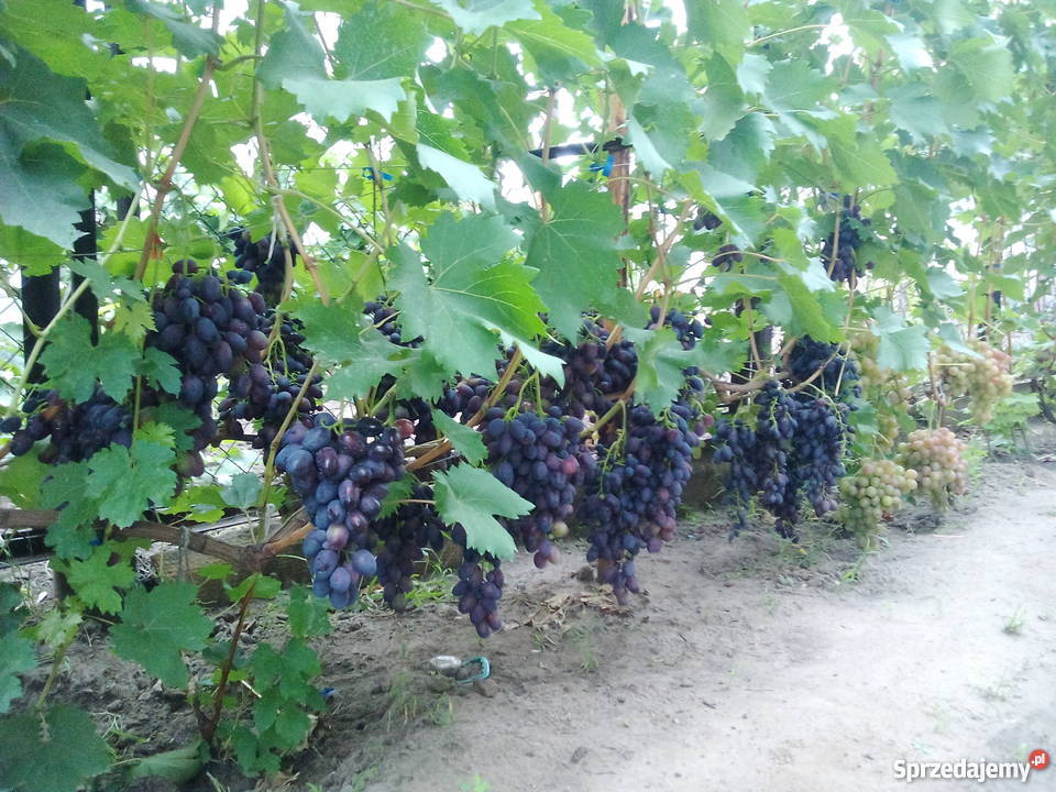 Sadzonki winorośli Ukraina Lubień sprzedam